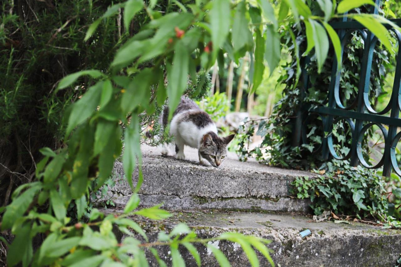 Kamp Seosko Domacinstvo Radman Herceg Novi Exterior foto